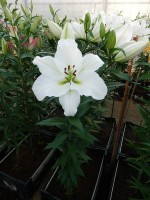 [3452 Tisento (W08 3008-02) No01.JPG]